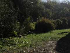 Eladó földterület Isaszeg 3. kép