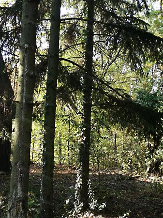 Eladó földterület Kőszeg 3. kép