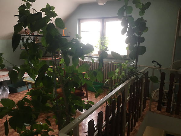 Eladó ház Nagykőrös, Belváros 11. kép