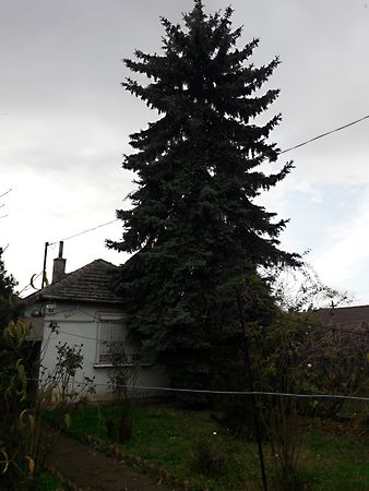 Eladó ház Szajol 9. kép
