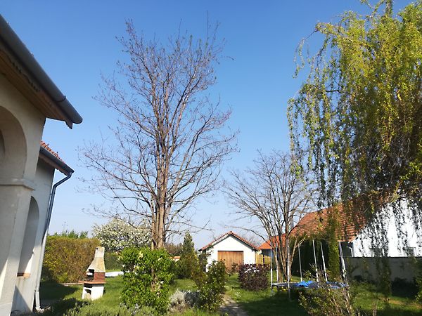 Eladó ház Fertőszéplak 8. kép