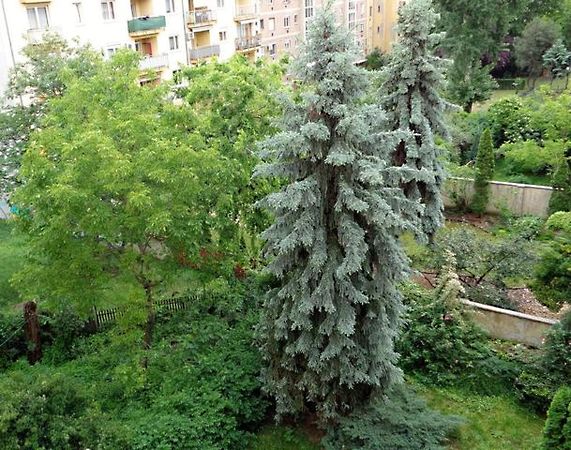 Eladó lakás Budapest, XIV. kerület, Istvánmező 17. kép