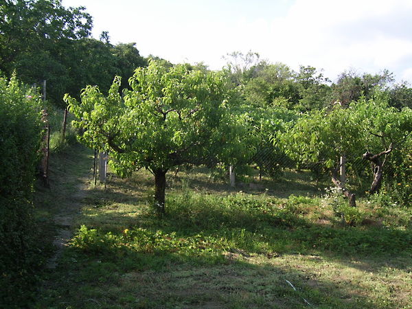 Eladó ház Pécs, Patacs 9. kép