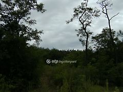 Eladó földterület Domony 2. kép