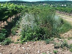 Eladó földterület Tagyon 3. kép