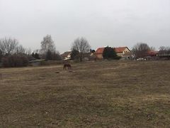 Eladó földterület Pilis 2. kép