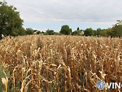 Eladó földterület Maroslele 2. kép