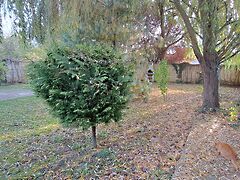 Eladó ház Szeged, Újszeged 5. kép