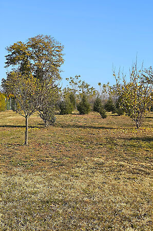 Eladó földterület Dabas
