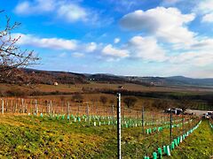 Eladó földterület Balatonszőlős 6. kép