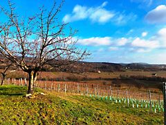 Eladó földterület Balatonszőlős 3. kép