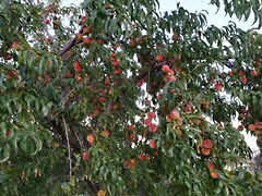 Eladó földterület Alsópáhok