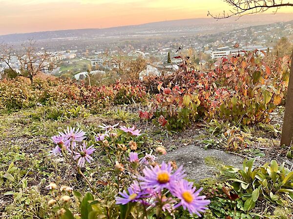 Eladó földterület Budaörs