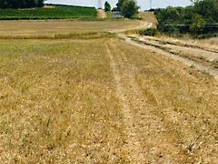 Eladó földterület Balatonszőlős 5. kép