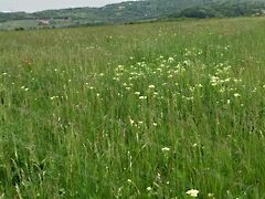 Eladó földterület Balatonszőlős 4. kép