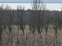 Eladó földterület Balatonakali 5. kép