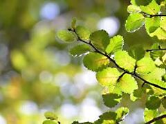 Eladó földterület Gödöllő, Belváros