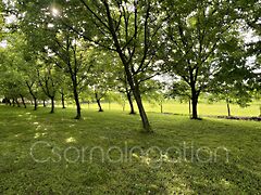 Eladó földterület Bogyoszló