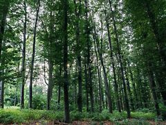 Eladó földterület Budapest, XII. kerület, Csillebérc