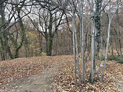 Eladó földterület Budapest, XII. kerület, Csillebérc