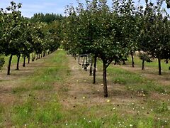 Eladó földterület Péteri