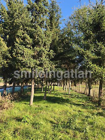 Eladó ház Nyírtelek