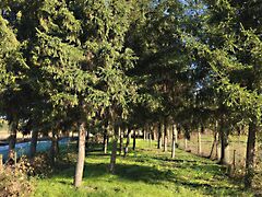 Eladó ház Nyírtelek