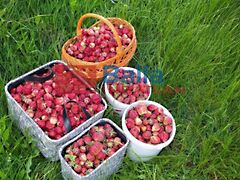 Kiadó földterület Budapest, XVII. kerület