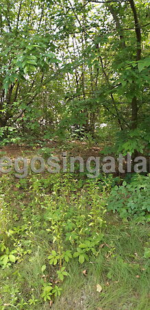 Eladó földterület Budapest, XVI. kerület