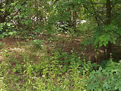 Eladó földterület Budapest, XVI. kerület