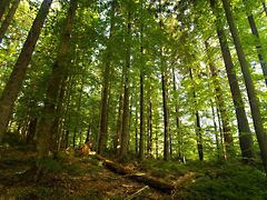 Eladó földterület Balatonalmádi