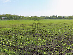 Eladó földterület Abony