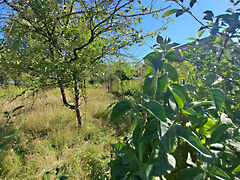 Eladó földterület Debrecen, Pac