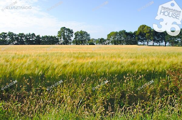 Eladó földterület Kiskunfélegyháza