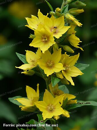 Eladó földterület Szeged, Kiskundorozsma