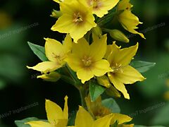 Eladó földterület Szeged, Kiskundorozsma