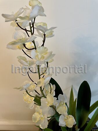 Eladó földterület Leányfalu