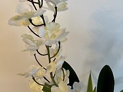 Eladó földterület Leányfalu