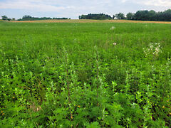 Eladó földterület Győrújbarát