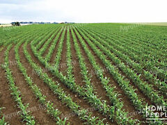 Eladó földterület Algyő