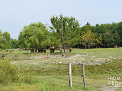 Eladó földterület Domaszék