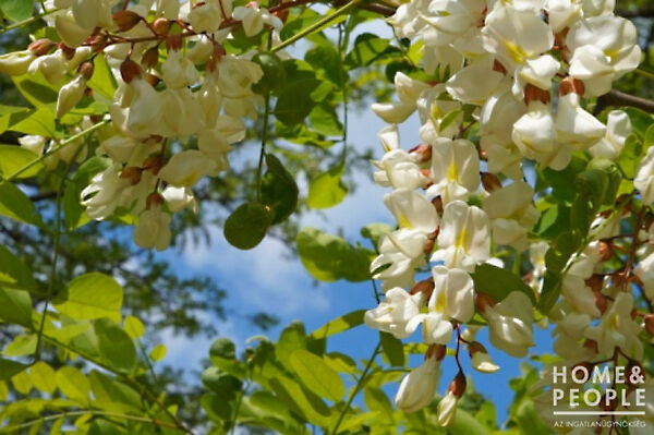 Eladó földterület Ruzsa