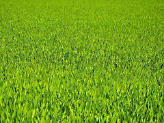 Eladó földterület Ságvár