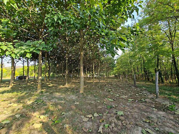 Eladó földterület Bábonymegyer