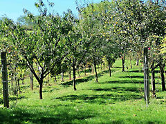 Eladó nyaraló Pacsa