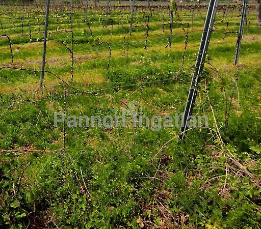 Eladó földterület Pécsely