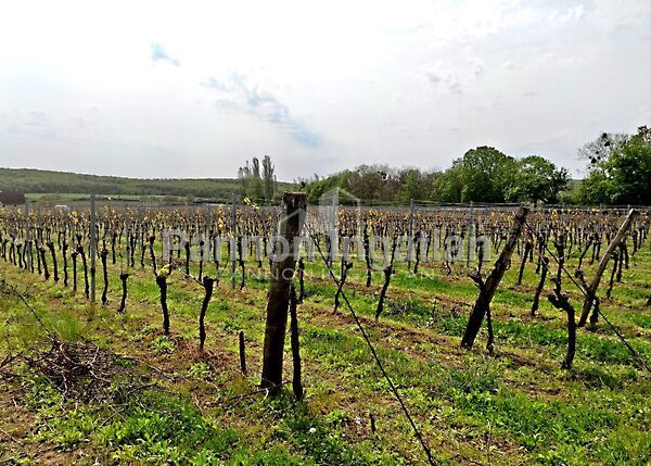 Eladó földterület Pécsely