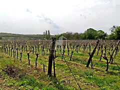 Eladó földterület Pécsely