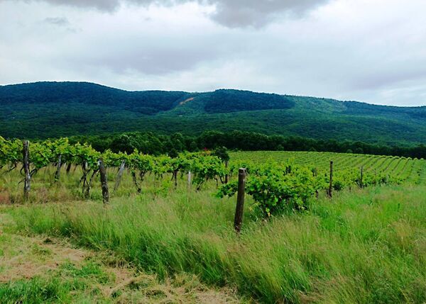 Eladó földterület Szendehely