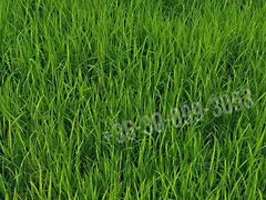 Eladó földterület Mosonmagyaróvár